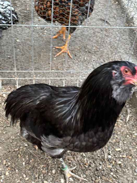 Cocosi Araucana rasa pura.