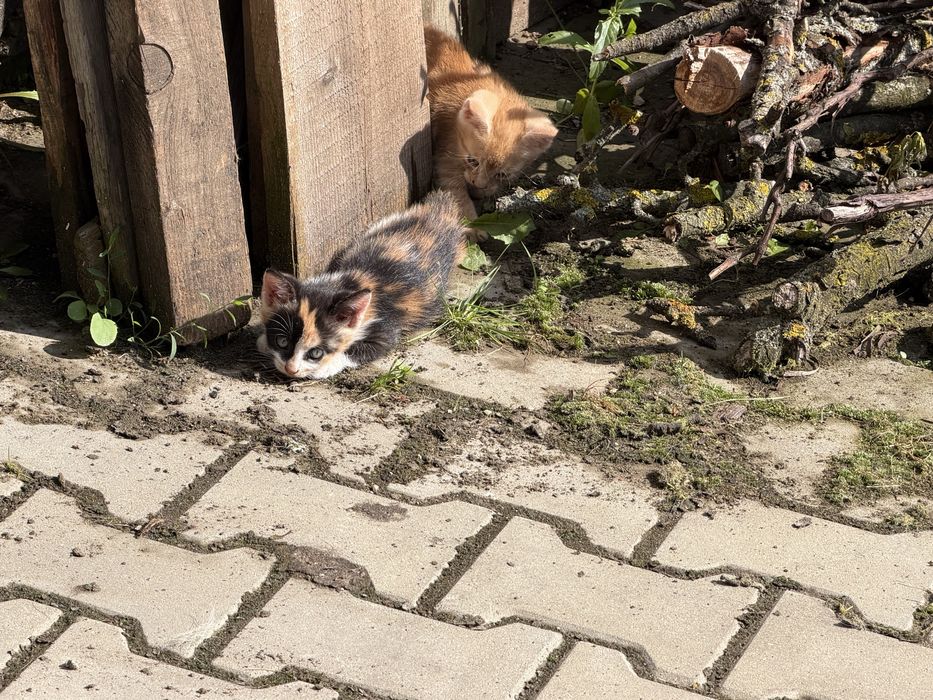Donez pisoi superbi iubitorilor de animale.