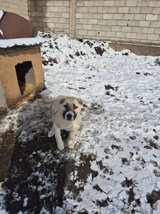 Кушік сатылады 70000 тг