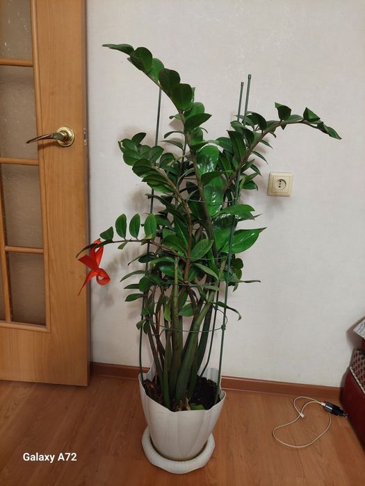 Продам Комнатные цветы