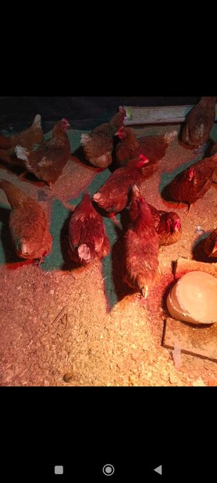 Куры ломан Браун