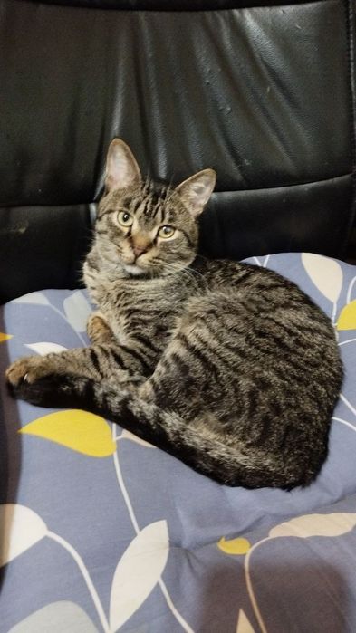 Пристратваются коты в добрые руки