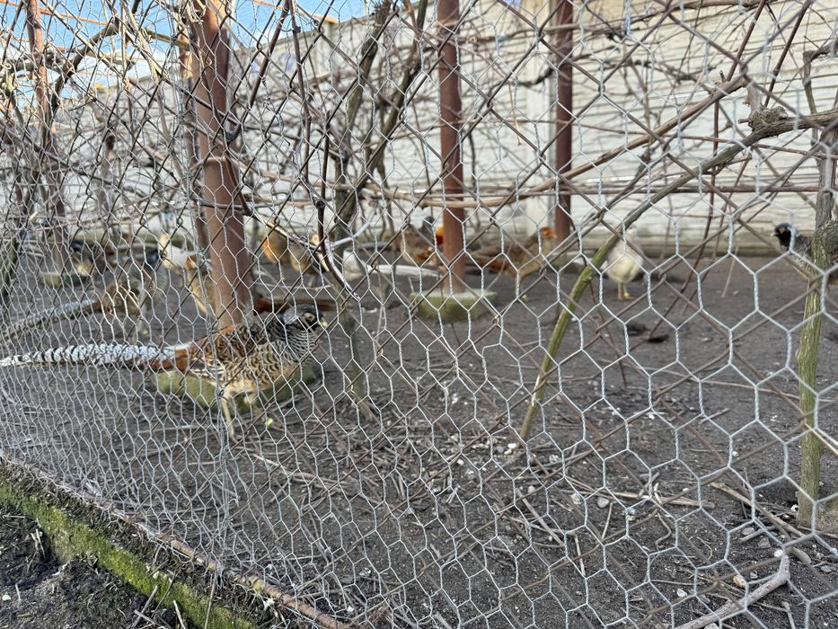 Fazani Auriu pe galben / Diamant