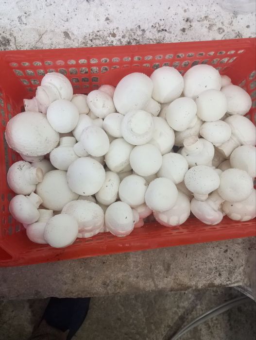 Шампиньоны  семена