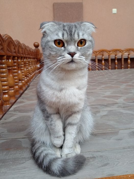 Котята (парода скотш фолд)