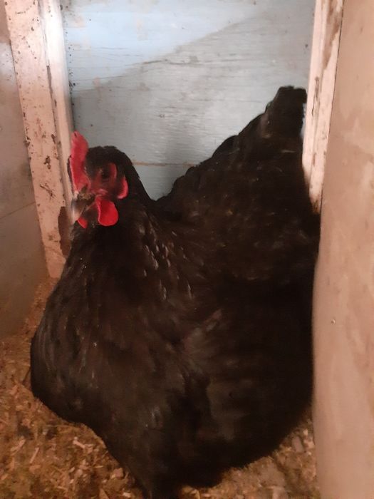 Инкубацыонные яйца.Кур.