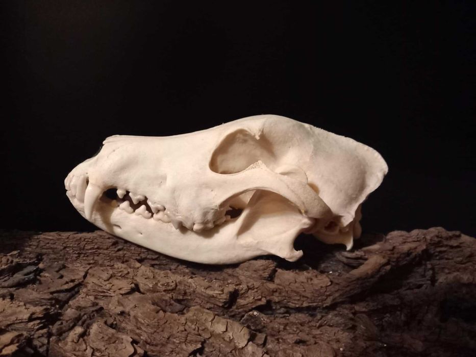 trofeu,trofee,taxidermie,craniu de animal biologie decorativa franta