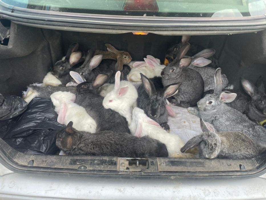 Продаются КРОЛИКИ