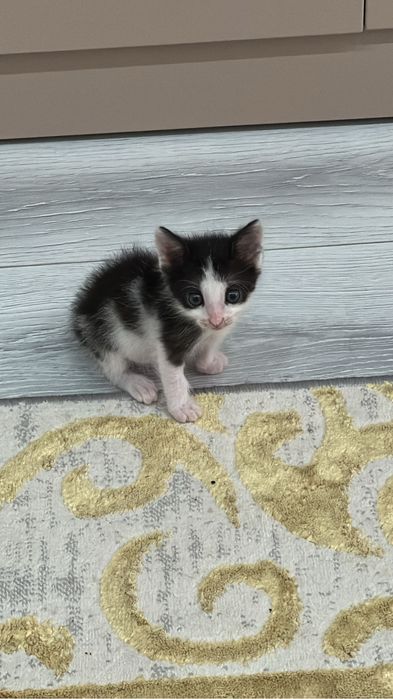 котенок в добрые руки