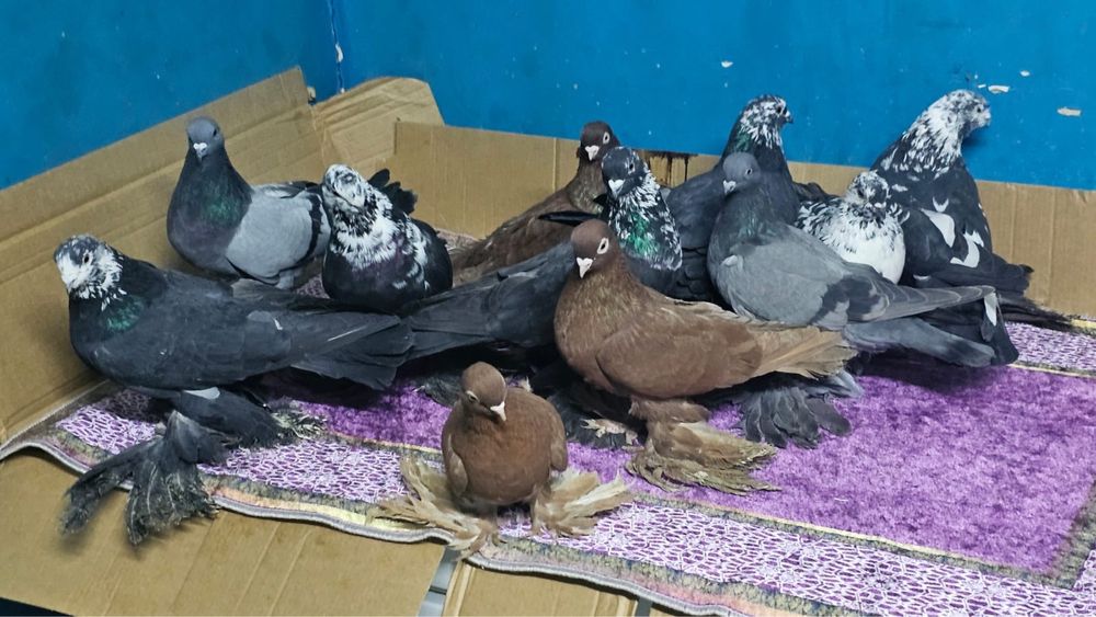 Продам летних голубей