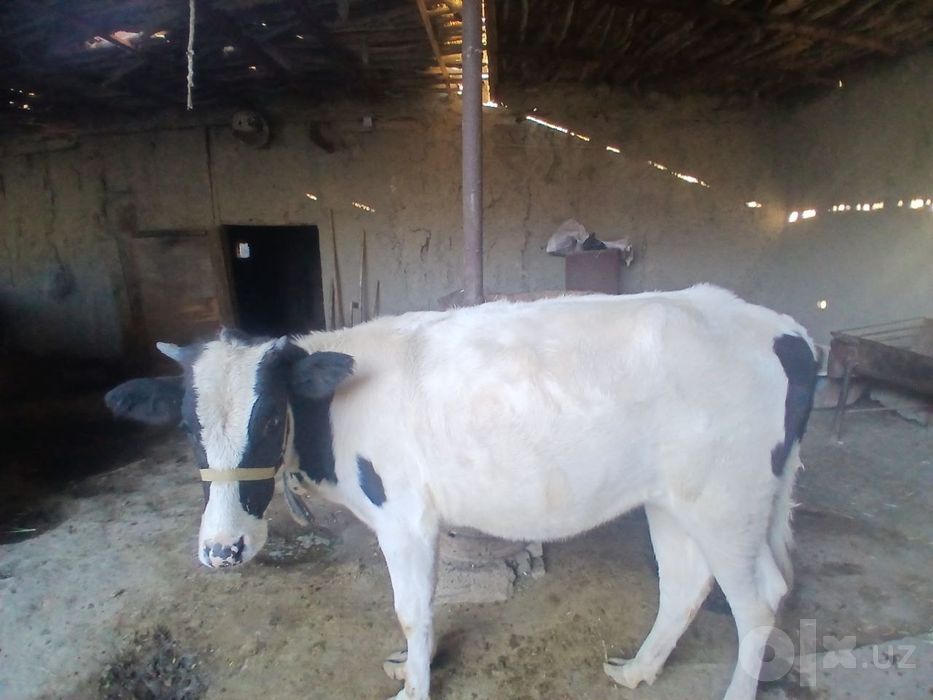 Gulojin sotiladi