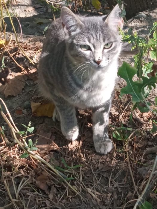 Котята ищут дом