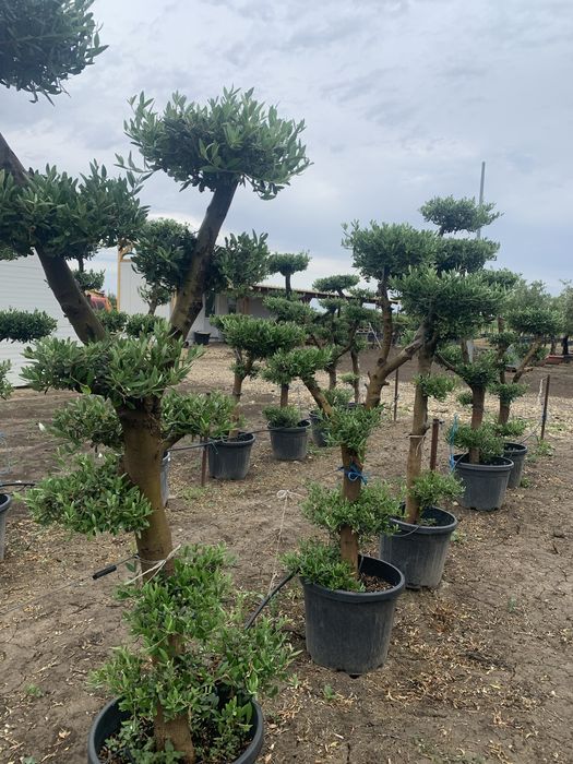 Maslin Bonsai in ghiveci