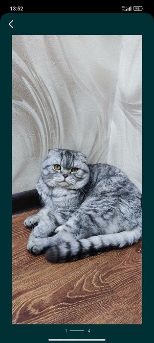 Шотландский  Мачо в Поиске Королевы