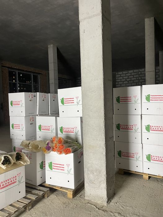 Тюльпаны белорусия пионовидные