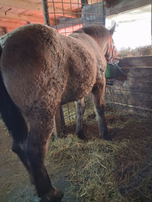 Vand mânz sur de 6 luni