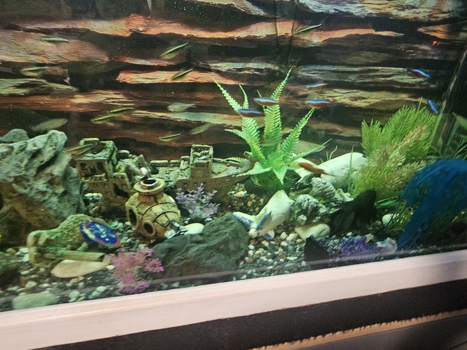 Аквариум с рибки действащ оборудван