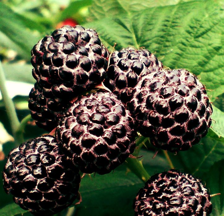 Zmeura neagra Bristol