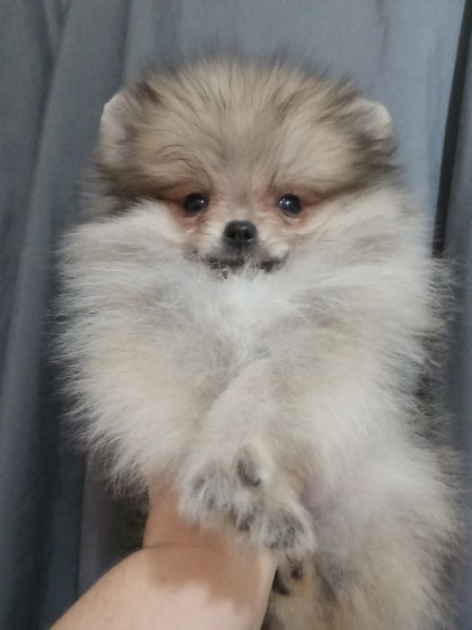 Щенки шпица мини