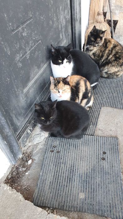 Черна котка на 6 мес. търси дом