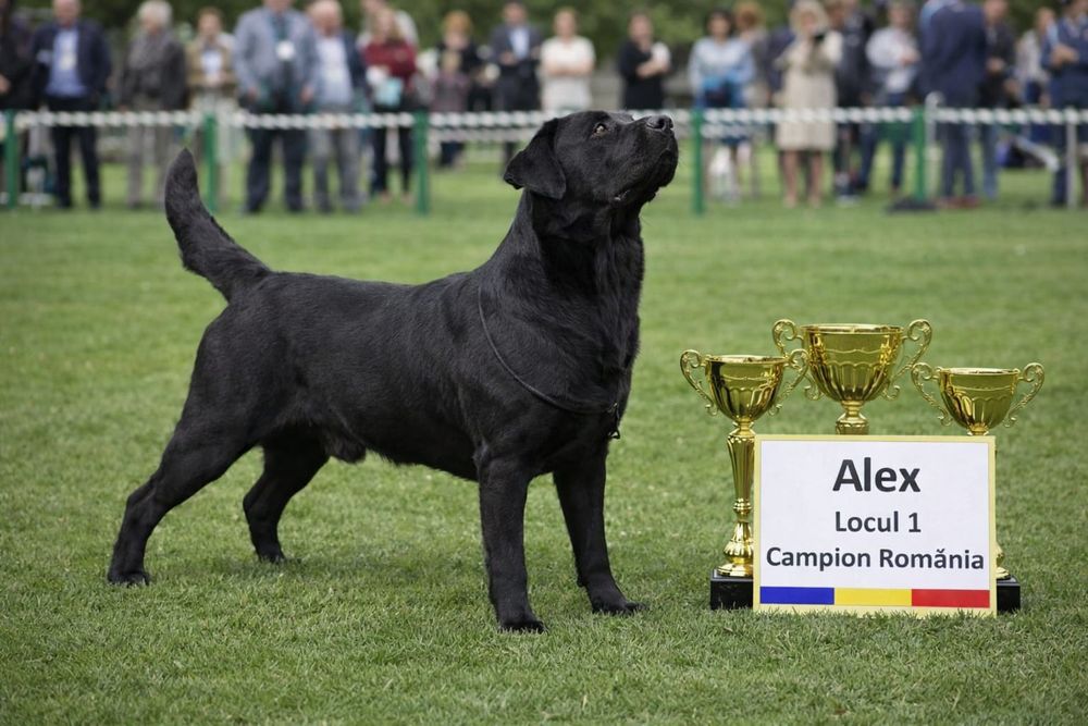 Labrador Retriever multiplu Campion