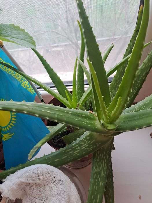 Продам Алое  1500