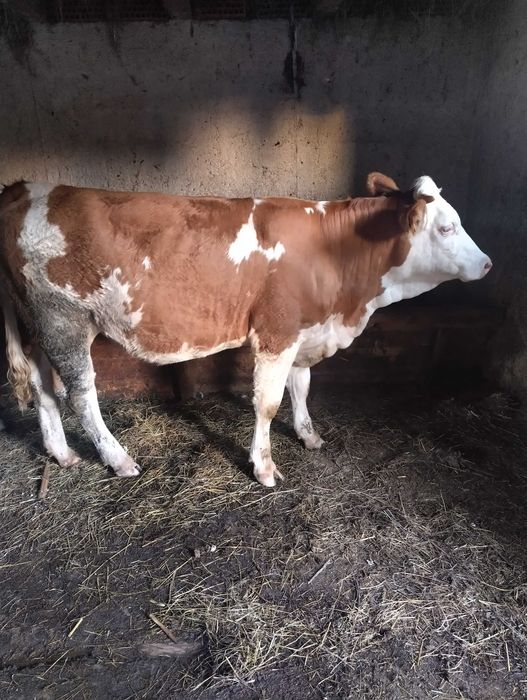 Vaca baltata romaneasca