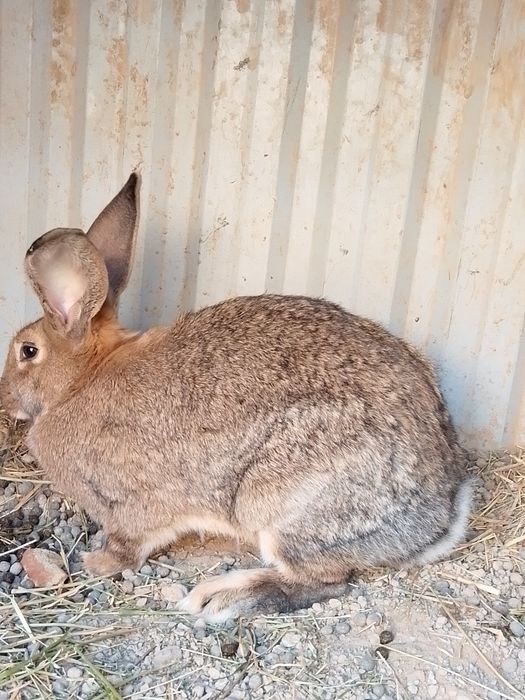 Velikan ona quyon sotiladi