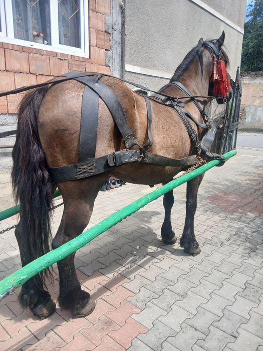 Iapa neagra de 7 ani garantata