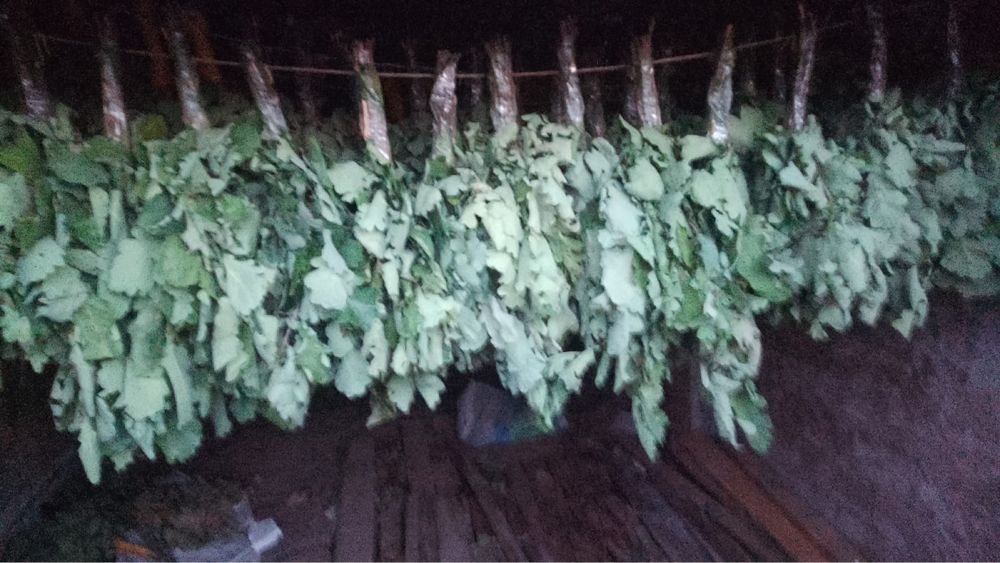 Продам венеки дуба