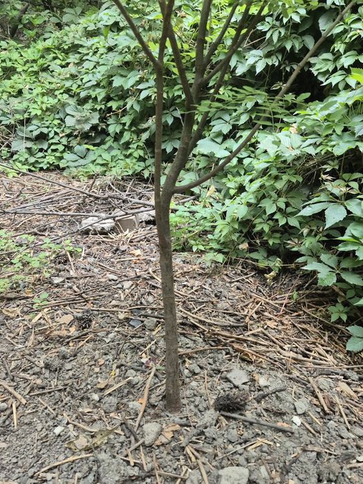 Продам белую акцию.