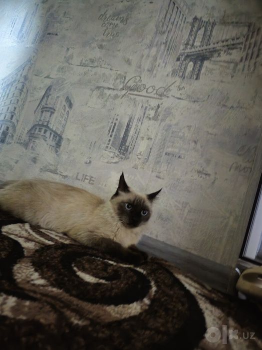 СРОЧНО!!! Отдам сиамскаую длинношурстую кошку