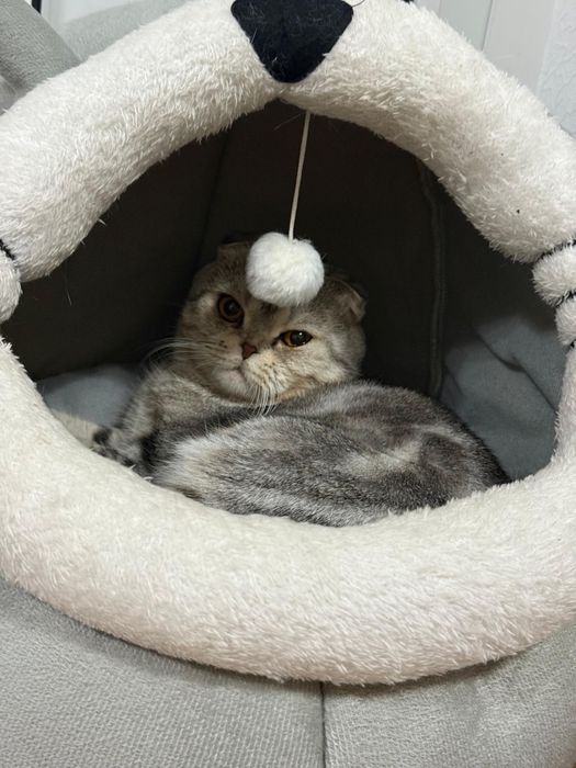 Кот продается шотландский вислоухий