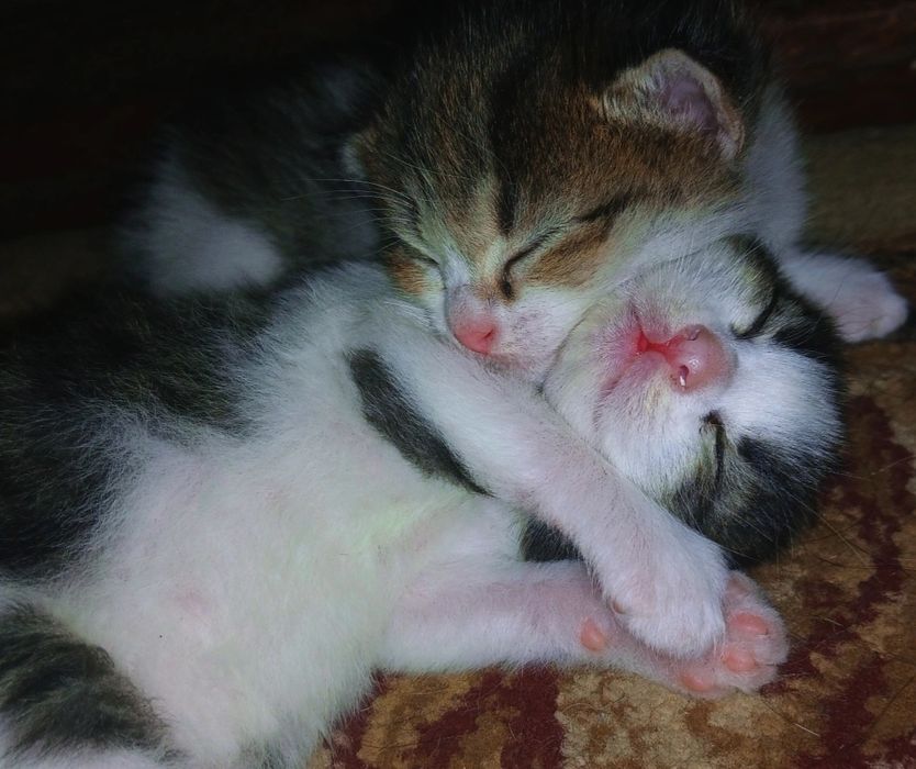 Срочно отдам милых котят, Мейнкун и табби