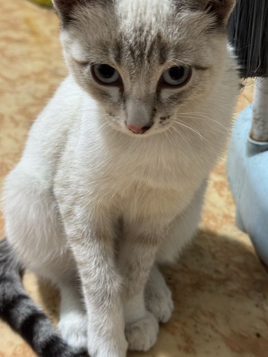 Отдам кошечек в хорошие руки