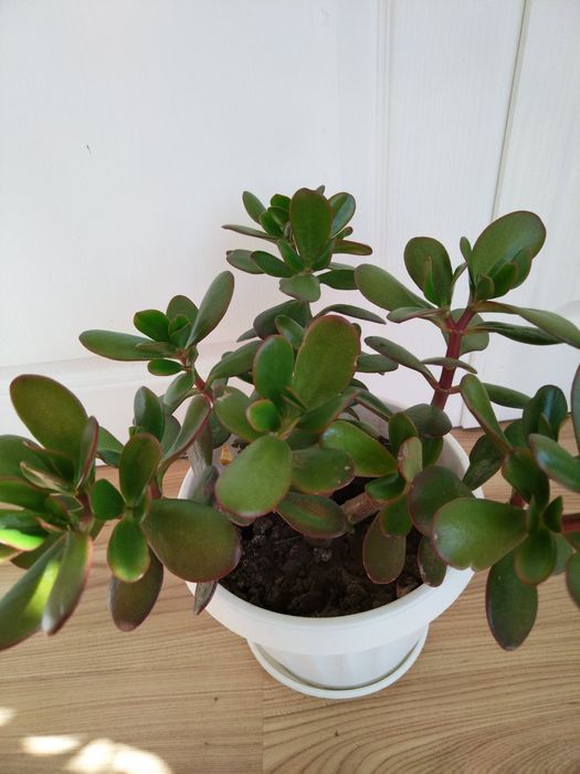 дървото на живота-евтин и оригинален подарък за всеки