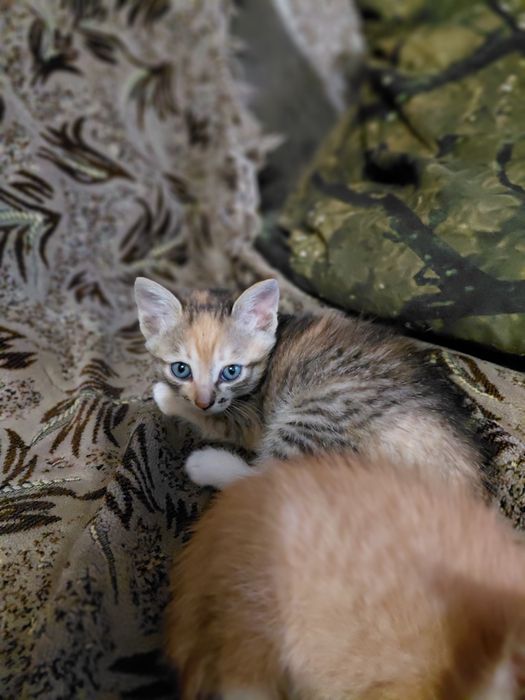 Отдам котят, 1,5 месяца