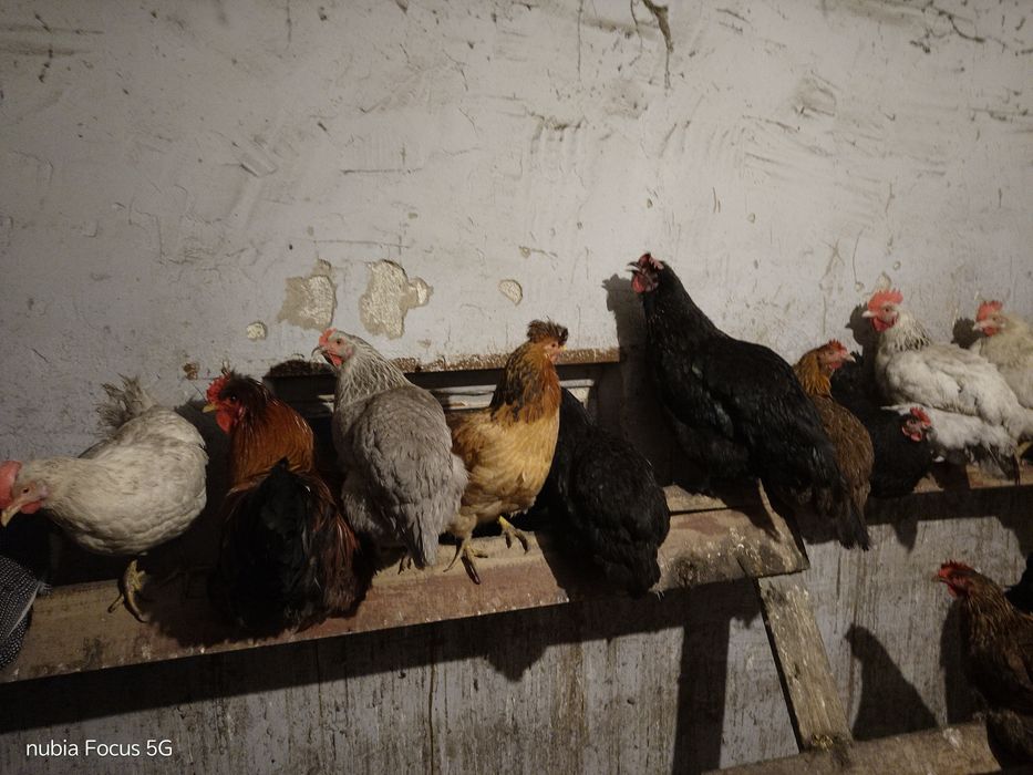 Яйца на инкубацию