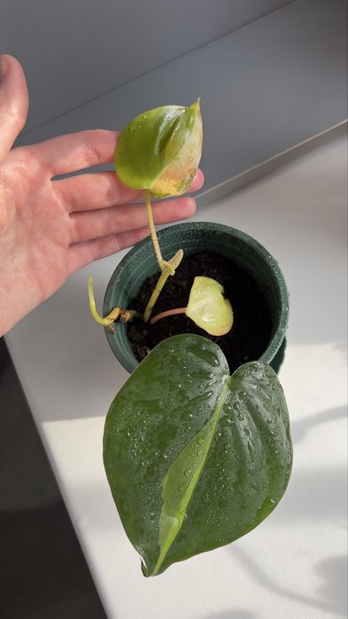 Продам фил бразил