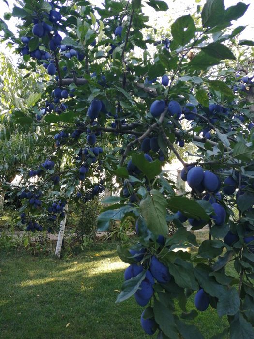 Teren intravilan ,suprafață la alegere.