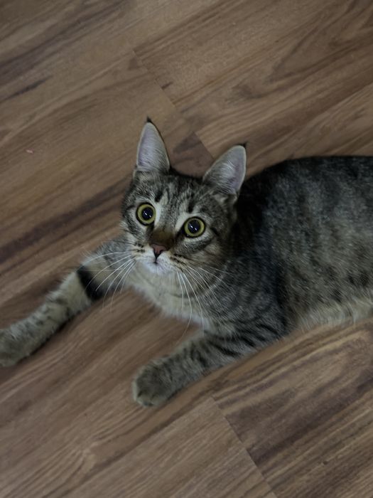 Ласковые котята. Отдадим в добрые руки