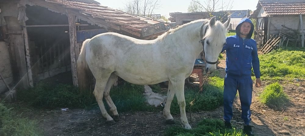 Iapă de Vânzare Tăbărăști comuna Gălbinași Buzău
