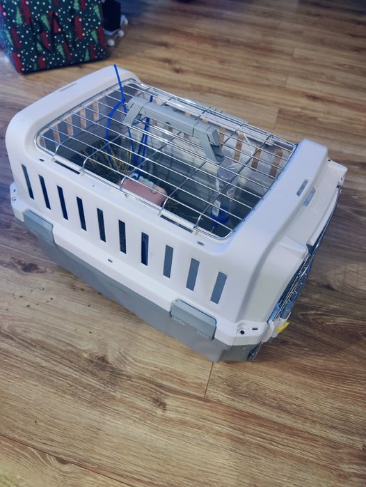 Vând iepuraș Cap de Leu