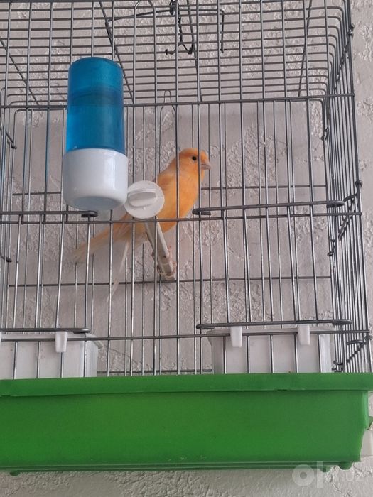 Kanareka sotuvda qizqala tel qlila