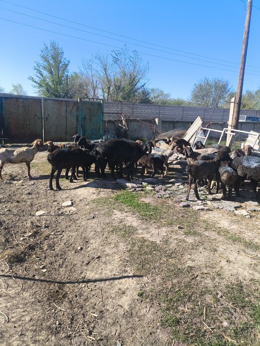 Қошқар 3 жасар. Бойы белден келеді.