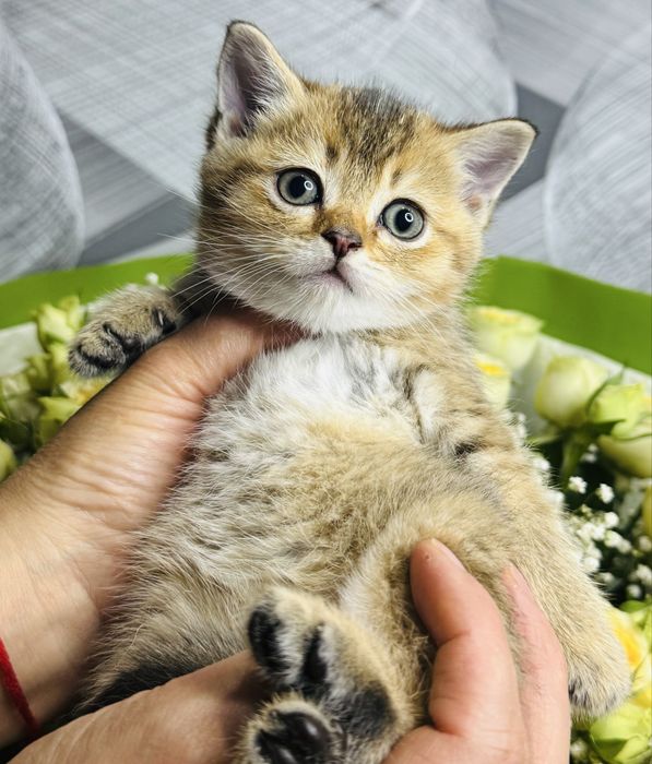 шиншилла плюшевые малыши