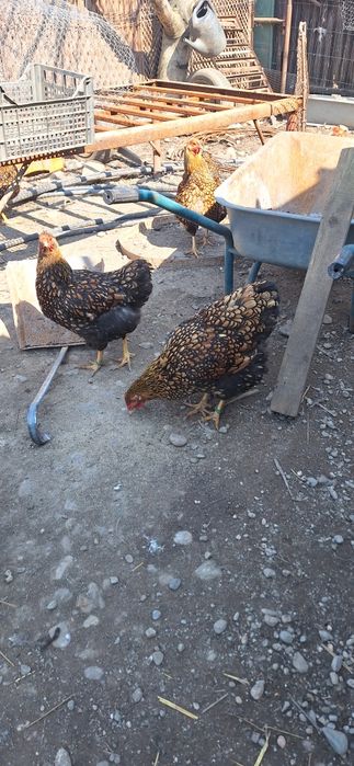 Gaini wyandotte GSG