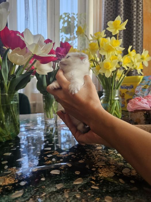 Шотландцы вислоушки.