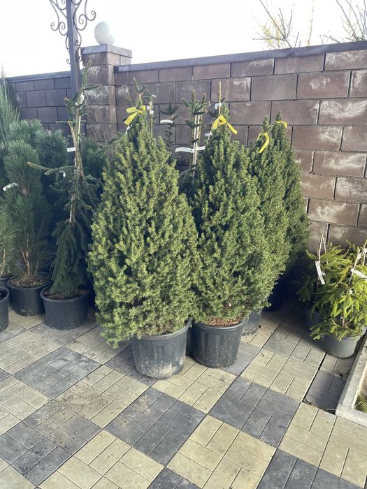 Голубые ели, сибирскеи ели, декоративные ели