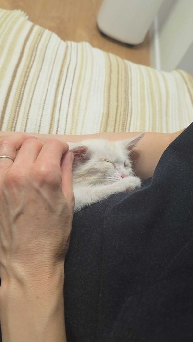 Котенок в добрые руки